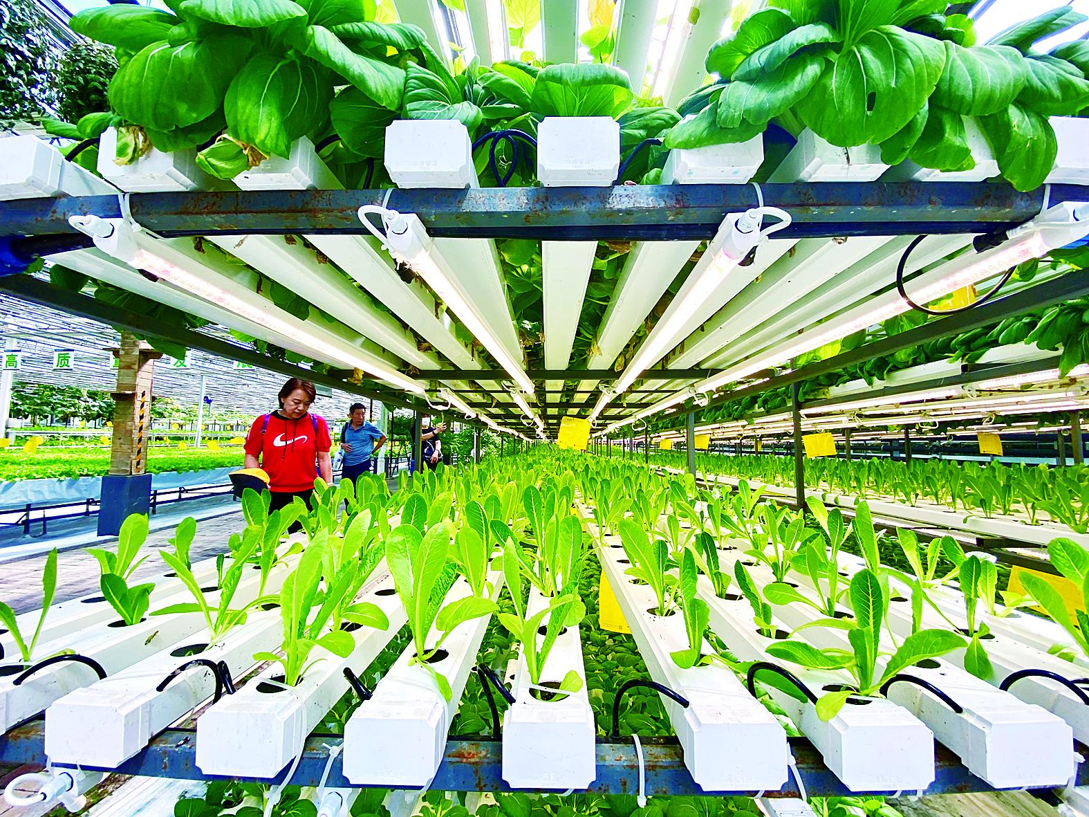 扬州市苗床水培蔬菜 - 推荐